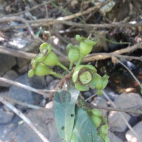 Syzygium jambos (L.) Alston